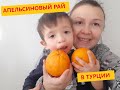 Идем на плантацию апельсинов и мандаринов в Турции.