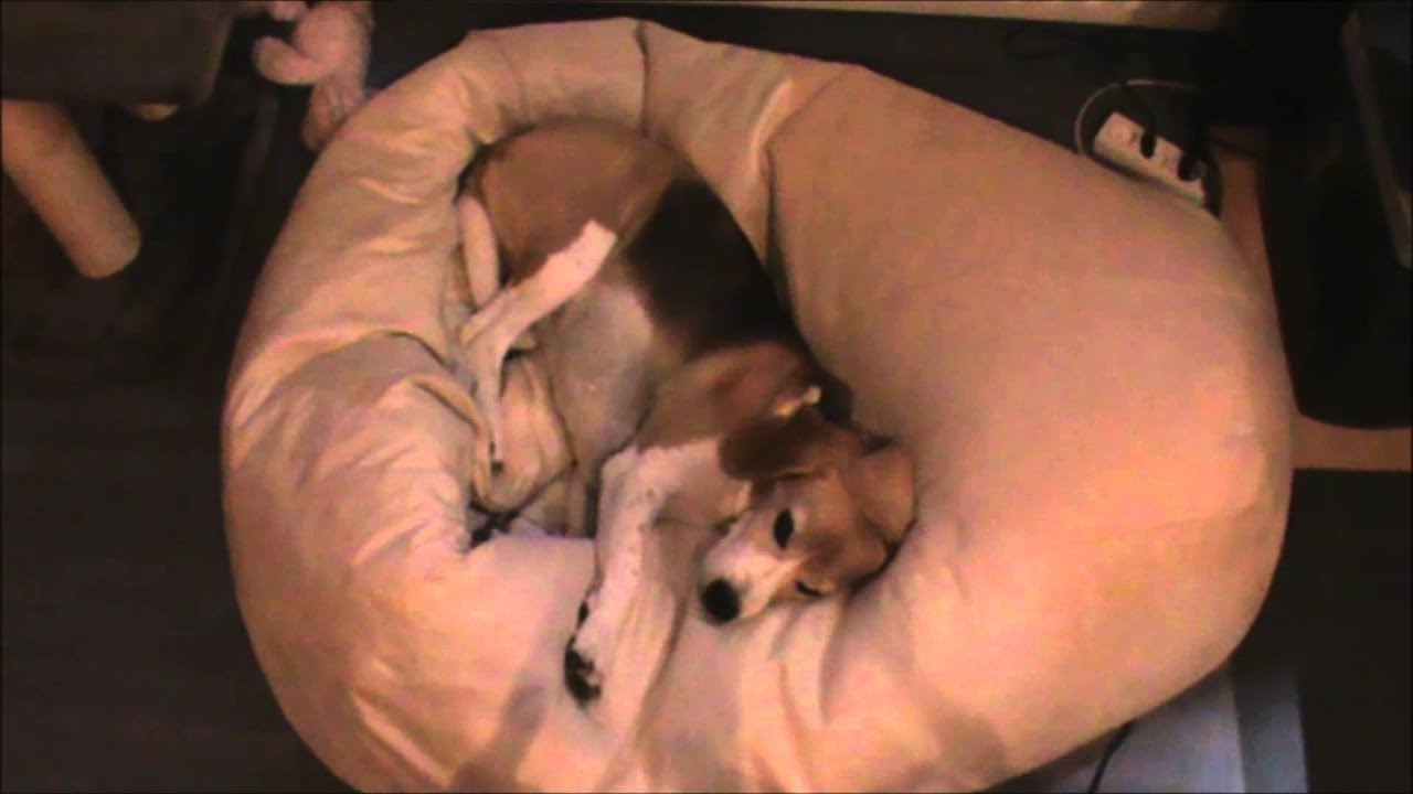 21.06.2015  Lafora Epilepsie, Beagle Flori Zuckt  leicht bei 19s