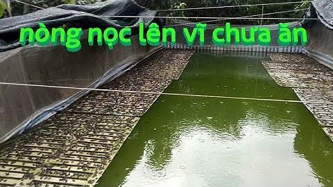 kỹ thuật chăm sóc nòng nọc đang lên vĩ 21 ngày tuổi,