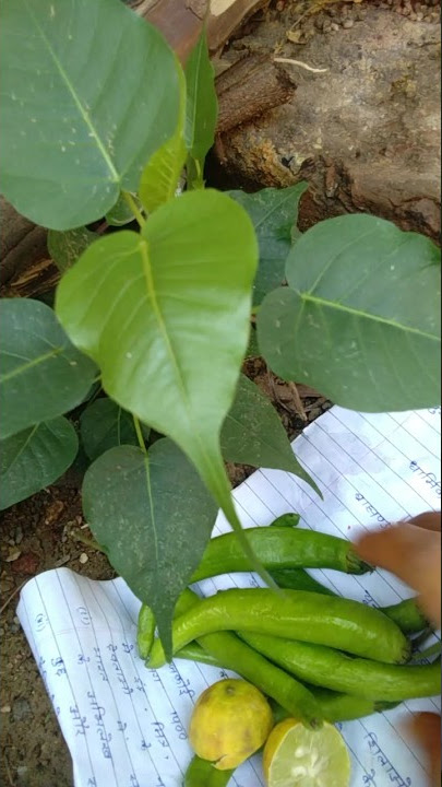 Remedy if a Pipal tree grows on the wall of your house