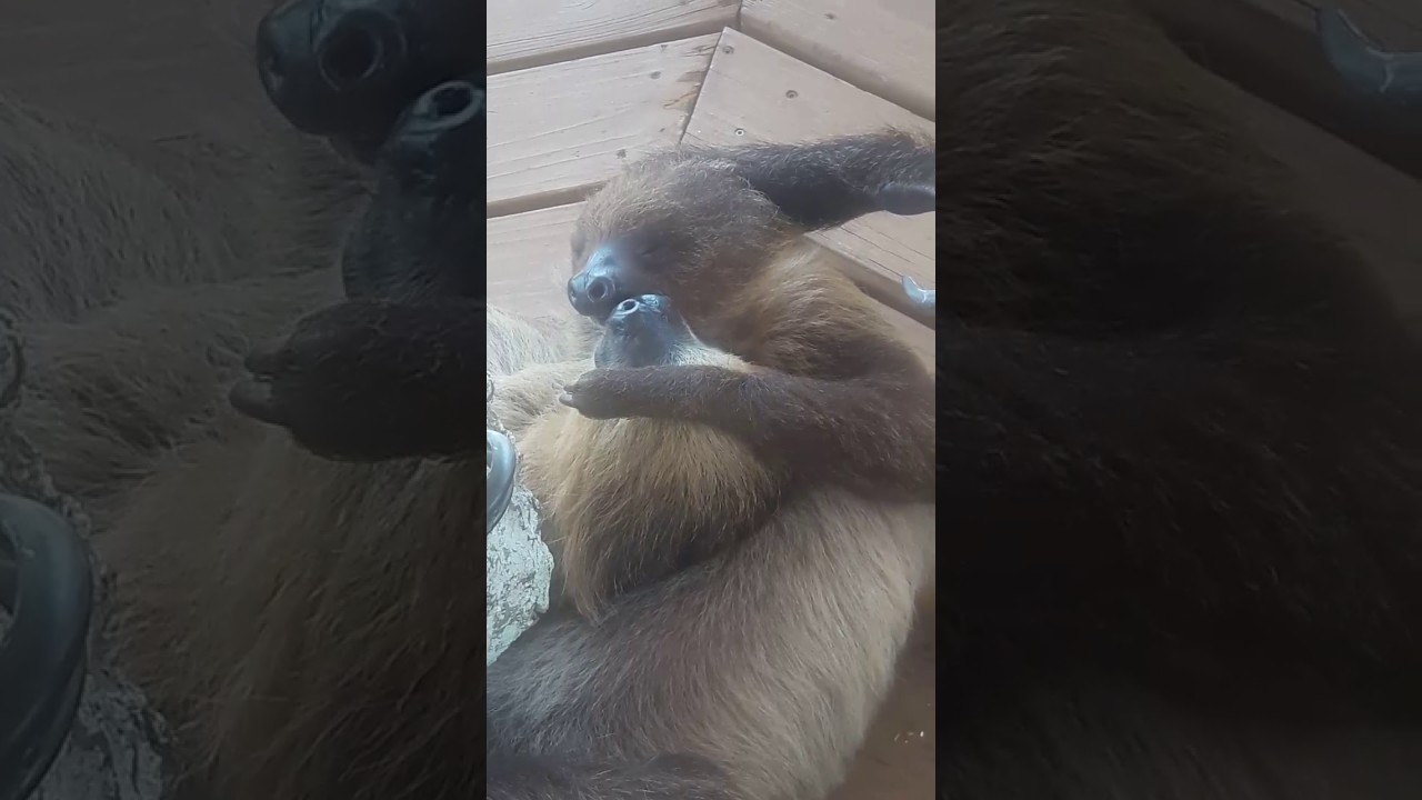 deer park high school Sloth love!