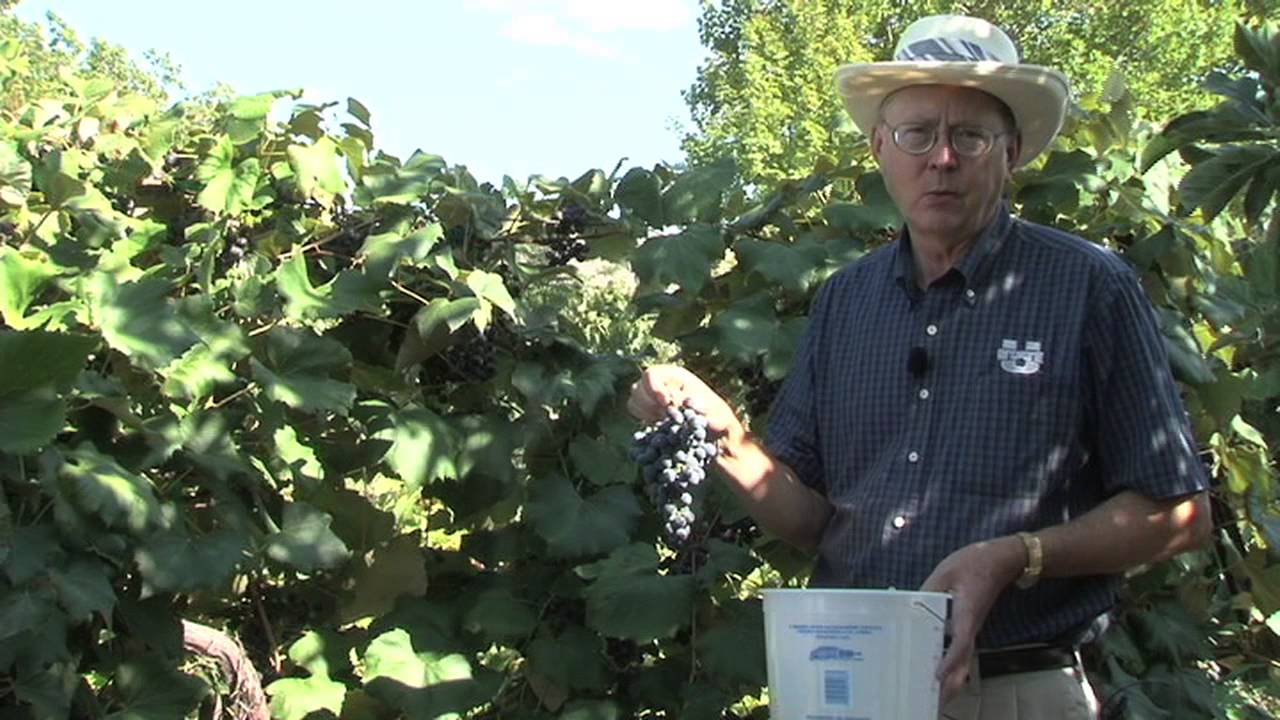 How to Know When to Pick Grapes - YouTube