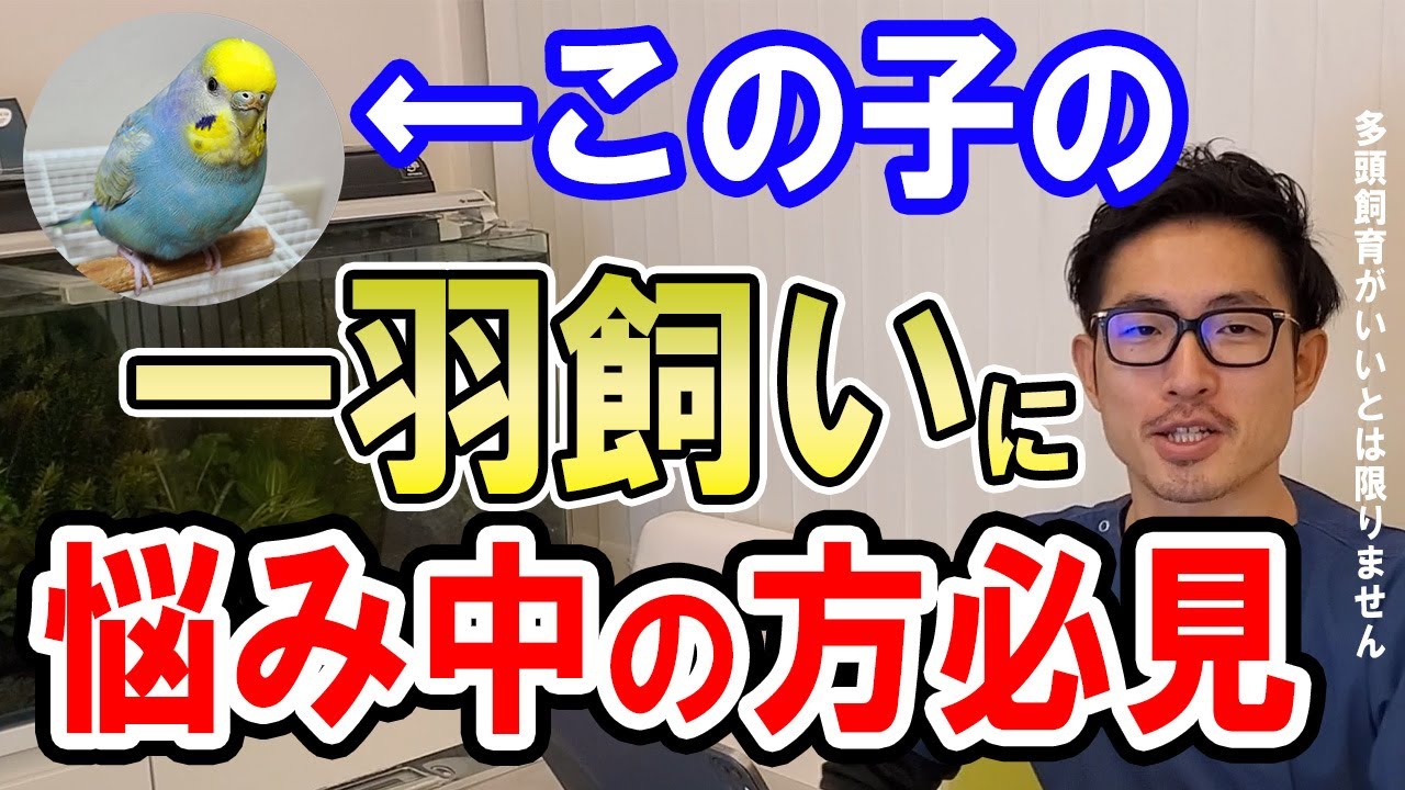 【質問コーナー】インコ 飼い主が使用する湿布などの香りは何か害がある？インコ　太りすぎて肝臓が弱っている！？何か対策した方がいい？インコ ある日を境にうまく飛べなくなった！などに答えました！