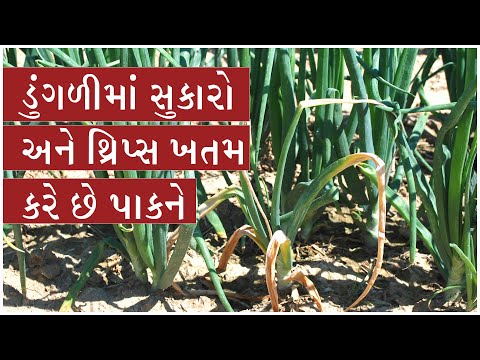 ડુંગળીના પાકમાં સુકારાનું નિયંત્રણ !  Onion wilt and thrips control - ડુંગળીના પાકમાં સુકારાનું નિયંત્રણ !  Onion wilt and thrips control