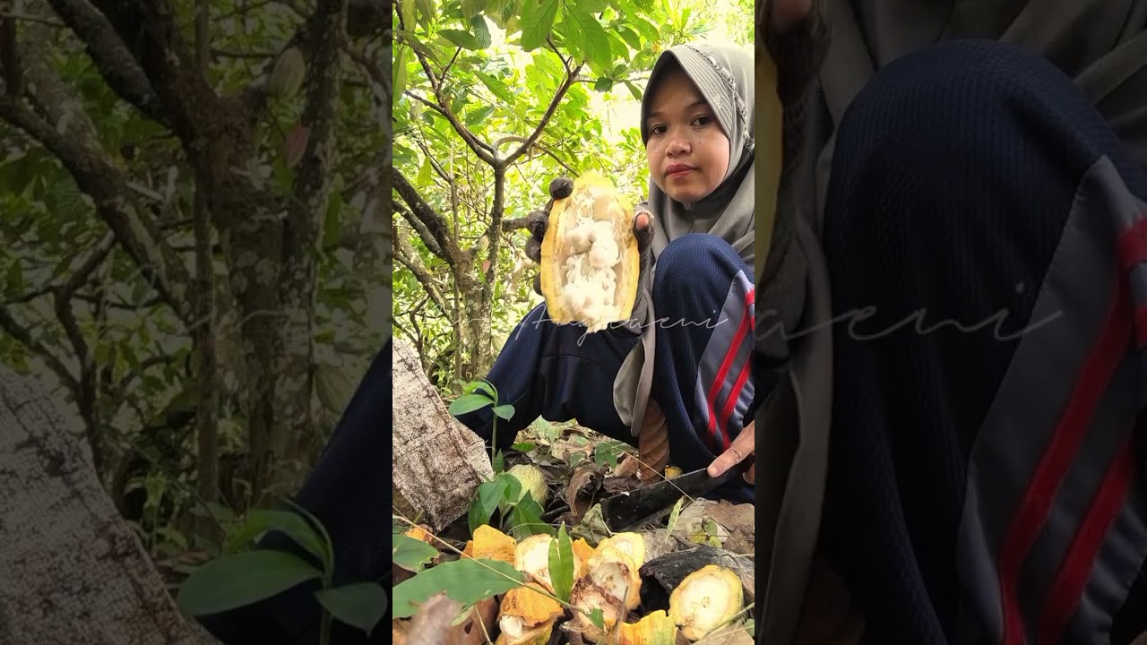 AKTIVITAS PAGI INI, KE KEBUN PANEN KAKAO/COKLAT.