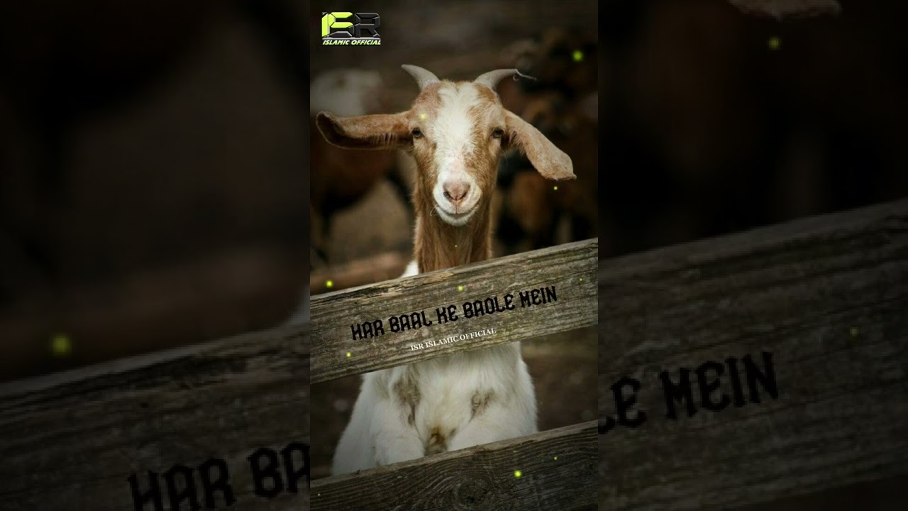 Eid ul Adha Mubarak 2022 Status Full Screen || Qurbaani Status Short || Bakra Eid | 