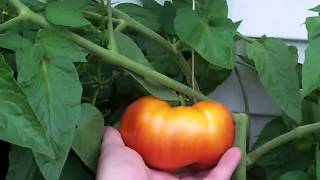 My Tomatoes and Such