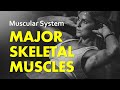 Major Muscles of the Human Body Quiz