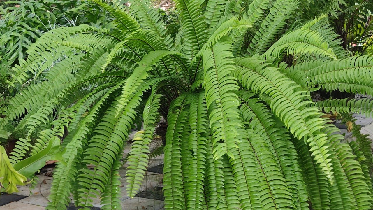 Bosten Fern (Nephrolepis exaltata), Hanging Fern, Ladder Fern, Fish ...