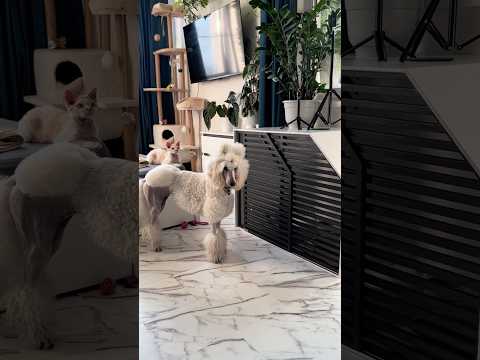 НОВЫЕ РОСКОШНЫЕ АПАРТАМЕНТЫ ДЛЯ МОИХ СОБАК ✨ #teddyroom #poodle #мальтипу #вольер #пудель #щенок