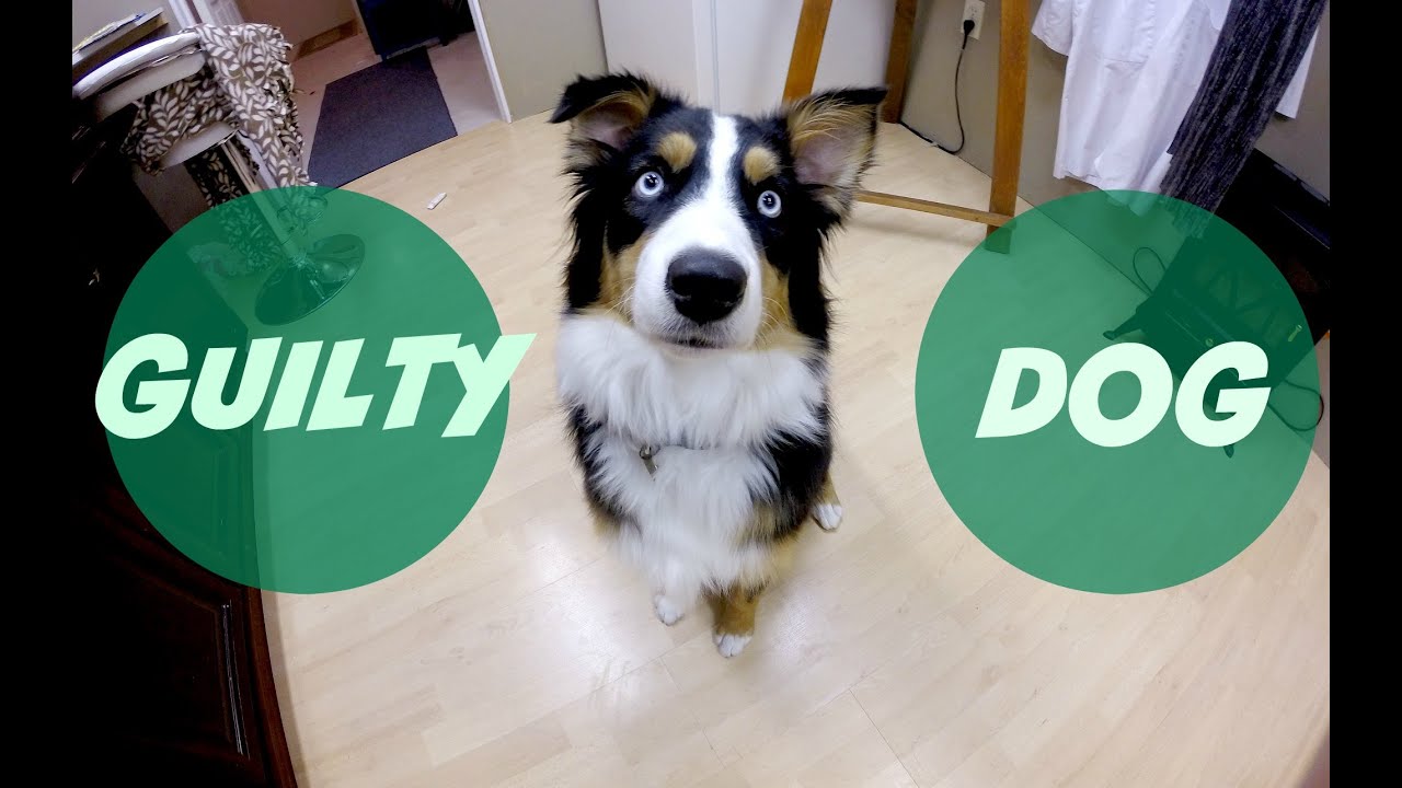 camera iphone 8 plus apk Guilty Dog - Chewed Up Gloves