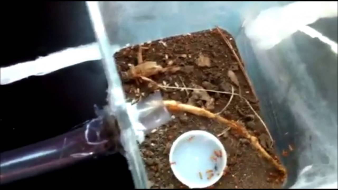 camera iphone 8 plus apk Faire adopter une reine fourmis a une colonie de fourmis qui n'en a pas!