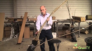 How We Pack Bare Root Trees For Shipping