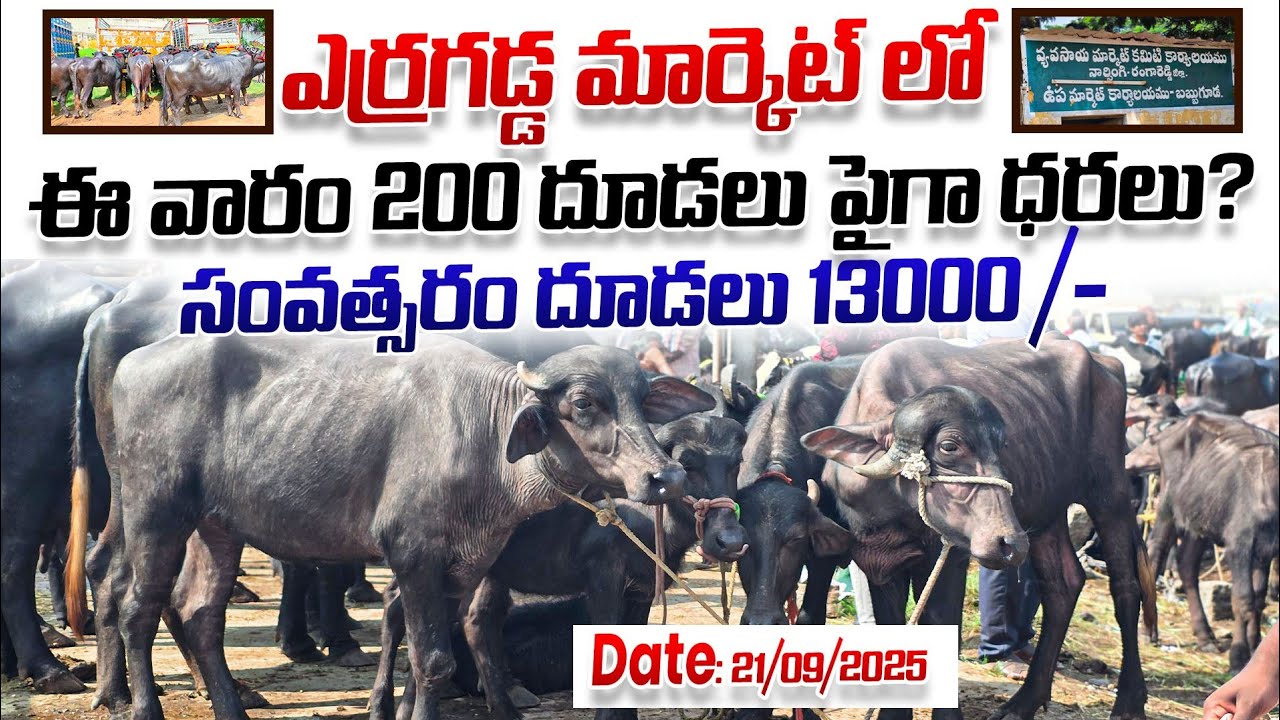 Erragadda buffalo market/ఎర్రగడ్డ సంతలో 200 దూడలు పైగా ఈ వారం వచ్చాయి|| erragadda pregnant buffaloes