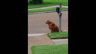 Golden Retriever waits for mail truck