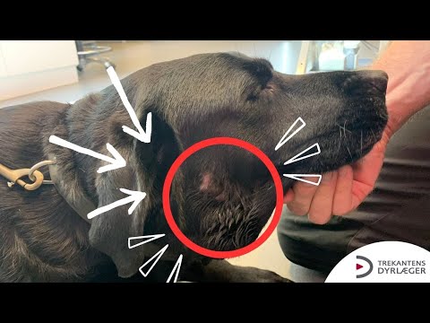 Video: Hvad ved du om whipworms hos hunde?