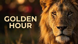 The Spirit of the Wild: African Lions at Golden Hour