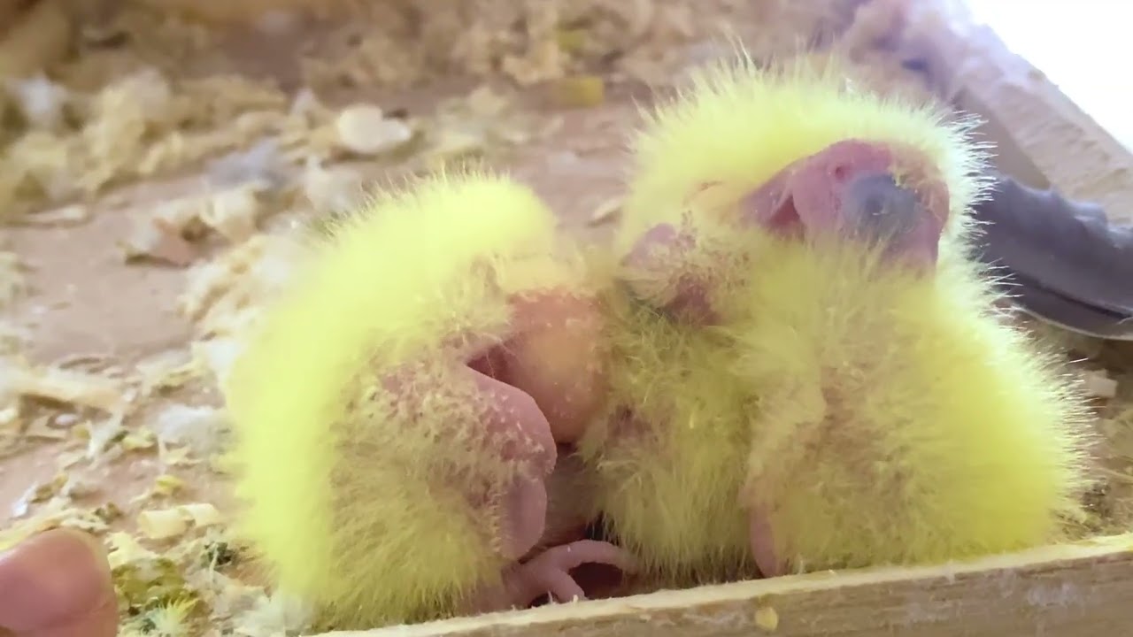 فتح الأعشاش😍وشفت الصدمة!😱جولة كاملة فغرفة الطيور + مفاجآت داخل أعشاش الكوكتيل و الفيشر 🔥