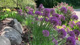 'Serendipity' Allium One Of My Favorite Perennials!!