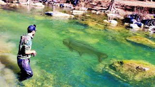 INSANE MONSTER FISH in a CRYSTAL CLEAR CREEK!!! 