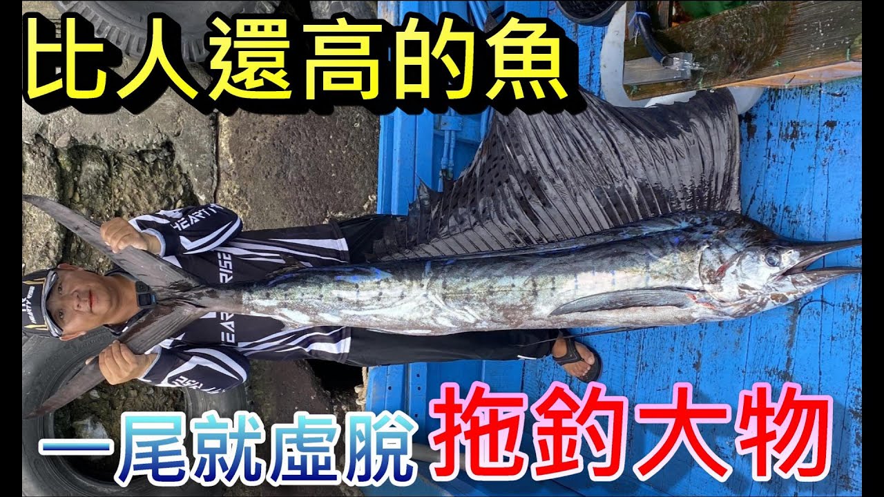 超過兩米的魚 釣一尾就要休息的魚 我看我一天頂多只能拉兩尾 催落