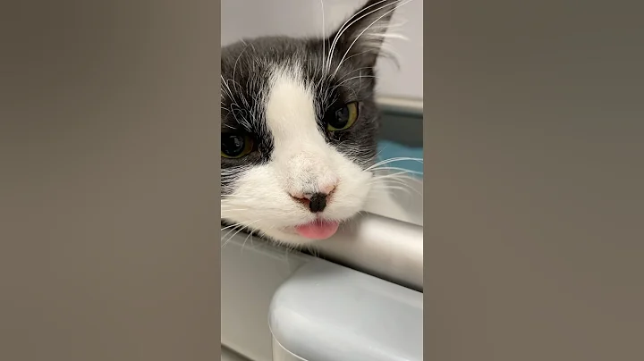 Video 11109391: turkish angora kitten cat, cute turkish angora kitten, cutecat