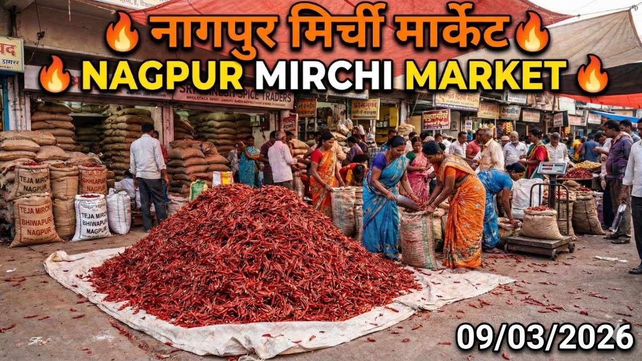 Kalamna ka Mirchi Market Nagpur | Wholesale Chili Market Nagpur| Teja Mirchi/Bhiwapuri Mirchi Market