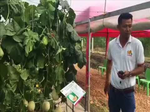 วีดีโอ: พืชตระกูลแตง - ประเภทของแตงและข้อมูลการปลูก