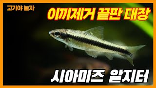 청소는 나에게 맡겨라!! 이끼청소 물고기 시아미즈알지터- 서진열대어- 고기야놀자 Leave the cleaning to me. Siamese algae eater