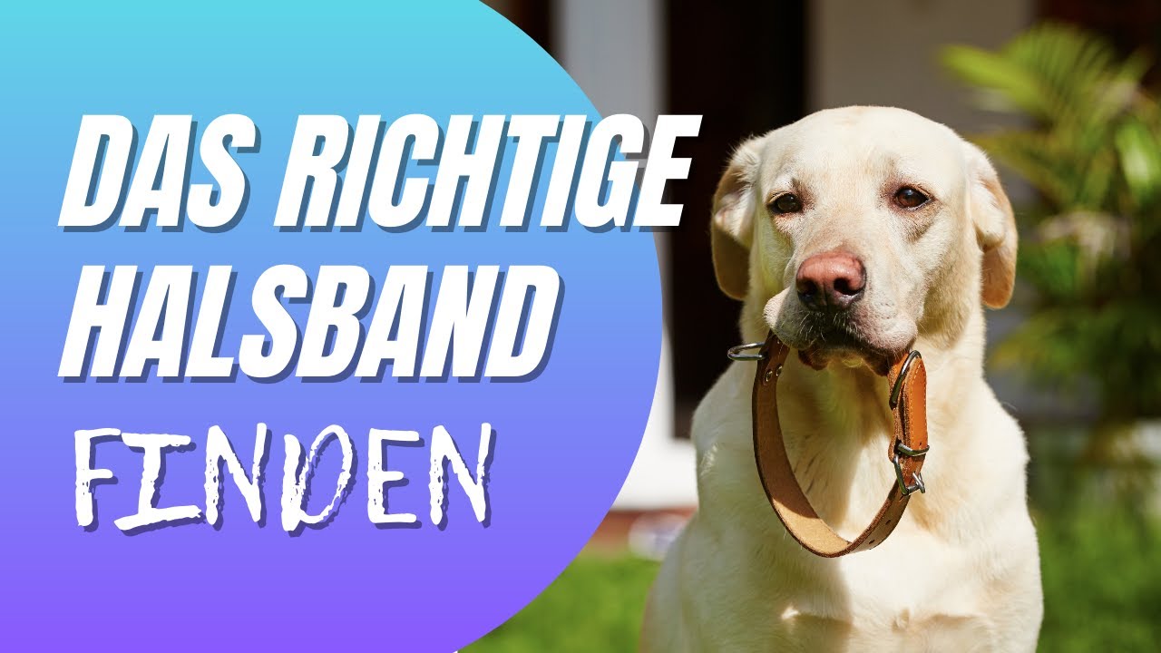 Halsbnder im Vergleich - Hundeerziehung Franzsische Bulldogge