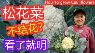 如何种植椰菜花 松花菜 菜花 为什么你的松花菜还没结花 看了这视频你就明白了 How To Grow Cauliflowers 请打开字幕 English Subtitles Youtube 如何种植椰菜花 松花菜 菜花 为什么你的松花菜还没结花 看了这视频你就明白了 How To Grow Cauliflowers 请打开字幕 English Subtitles Youtube