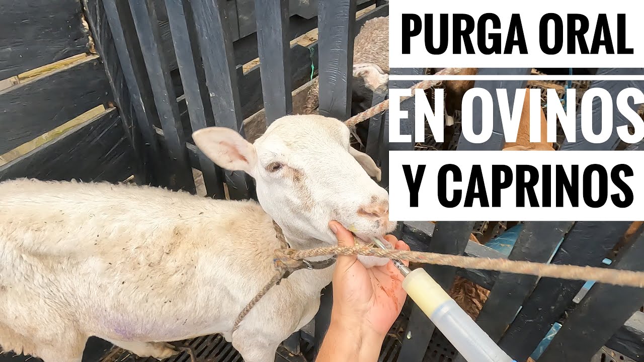 PURGA ORAL en ovinos y caprinos 🐑💊