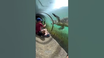 Most Dangerous Tiger Zoo