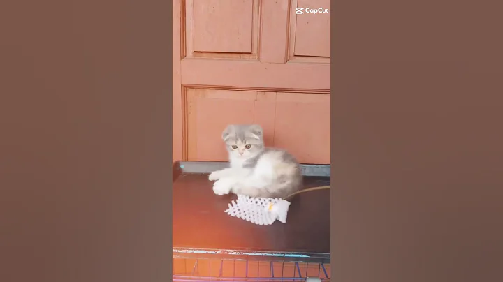 Video 11711481: scottish fold cat kitten, kucing scottish fold, cute scottish fold kitten