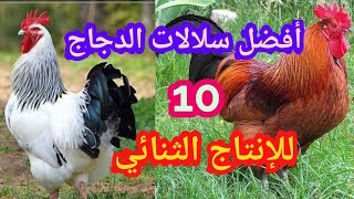 تربية الدجاج البياض/افضل سلالات الدجاج لإنتاج البيض واللحمchicken breeds for the production of eggs