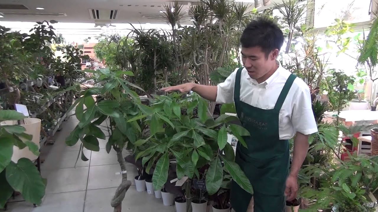 パキラの育て方・日常管理 - YouTube