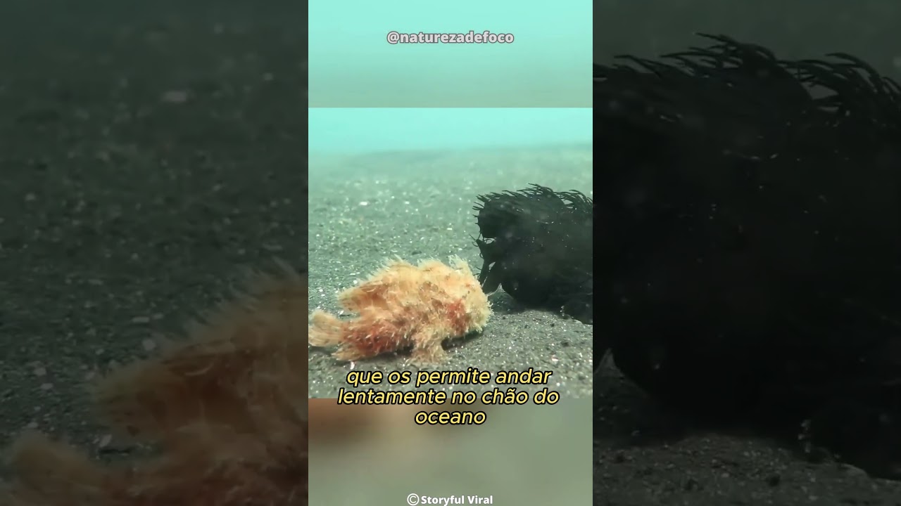 Peixe Sapo Peludo Um Peixe Cabeludo