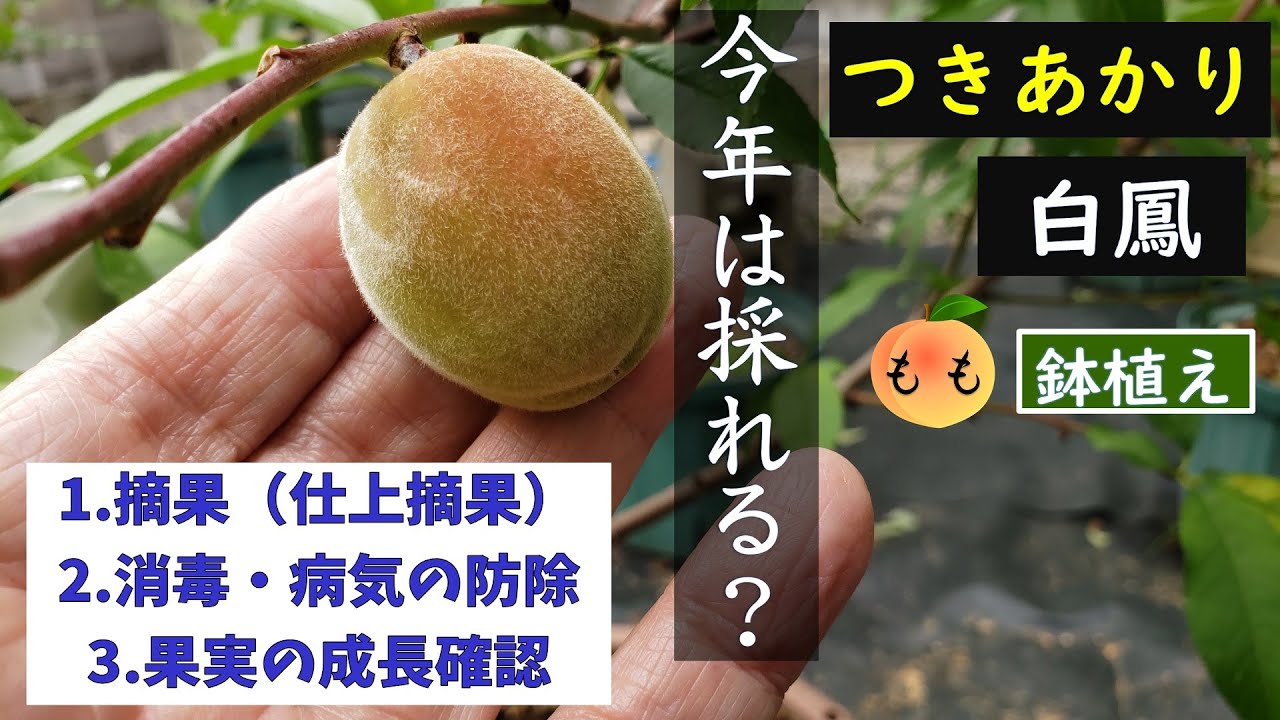 果樹栽培：桃「大玉白鳳」「つきあかり」本摘果、消毒 - YouTube