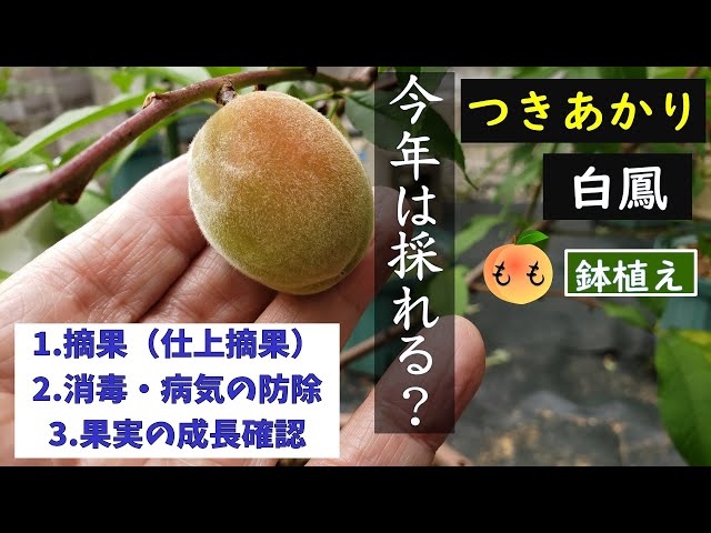 果樹栽培：桃「大玉白鳳」「つきあかり」本摘果、消毒 - YouTube