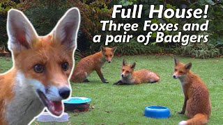 Full House! Three Foxes and a pair of Badgers