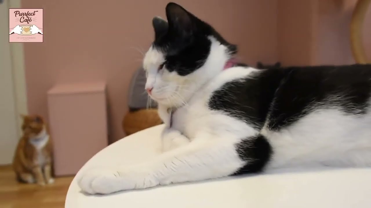 Purrfect Café - Cat Café Gothenburg