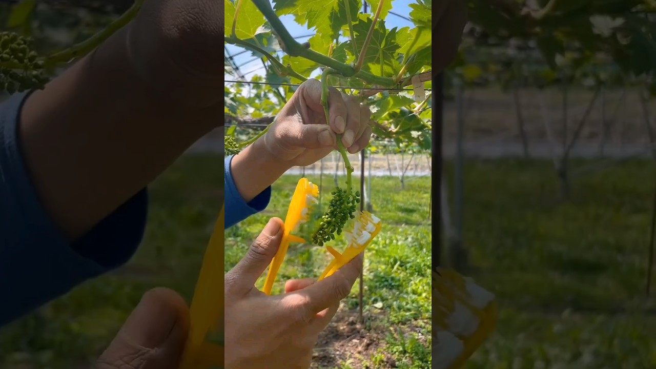 Great Tool To Prune Grape Flower Buds 