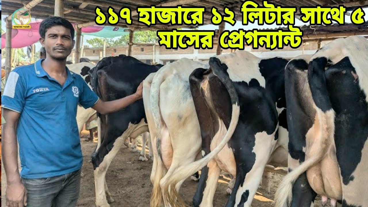 জনপ্রিয় সাইদ ভাইয়ের চায়ের দামে গাভী বিক্রি! মাত্র ১১৭ হাজারে ১২ লিটার দুধসহ ৫মাসের প্রেগন্যান্ট গাভী