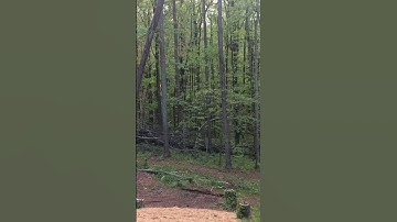 Felling a Tall Sketchy Pine #chainsaw #echo #kubota #trees