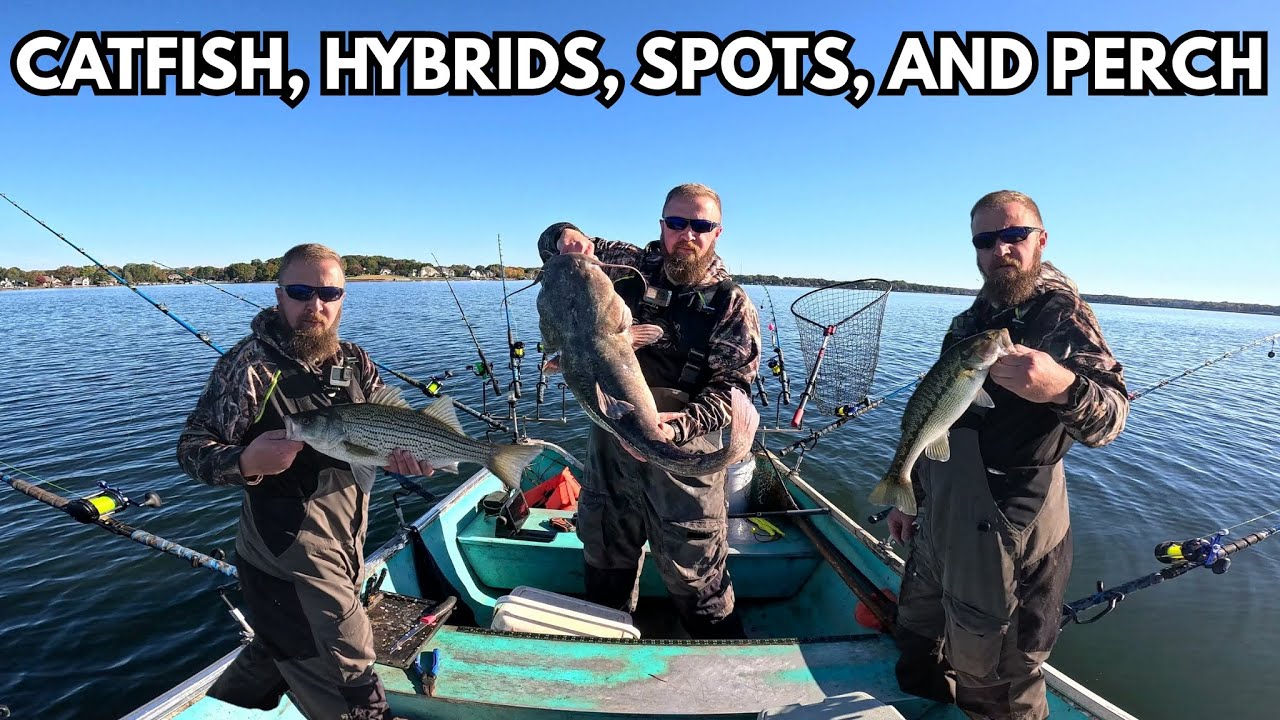 Catching catfish, hybrids, spotted bass, and white perch on Lake Norman