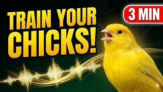 Powerful Canary Singing to Teach Young Chicks | 3 Minutes Non-Stop Training 🐦🎶 screenshot 3