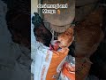 Desi murgi And Murga 🐓 available all breeds #youtubeshorts #trending #hen #shorts #shortvideo