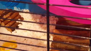 Snowpuff Escaped Pet Vlog