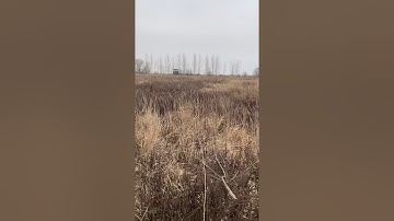 Ch. BROWNIE Danibull - slovenský hrubosrstý stavač - vystavovanie