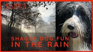 Bearded Collie Run Fun in the Rain